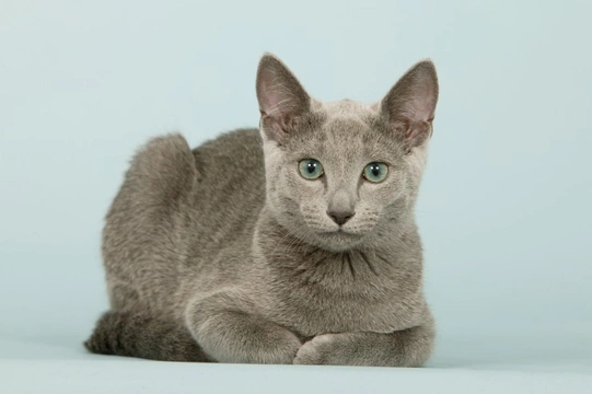 Five interesting facts about the Russian blue cat breed