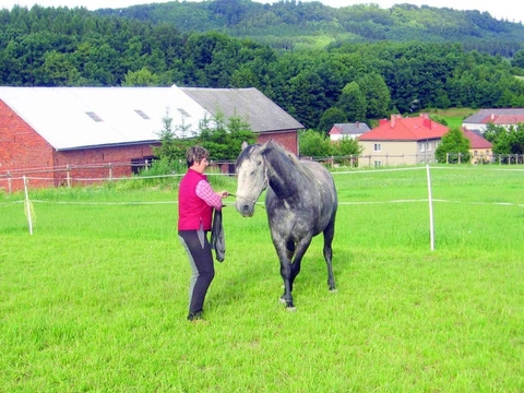 Kůň v pohodě Díl 14.: Vodění jako základ umění