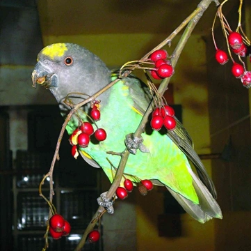 Odchov papouška žlutotemenného