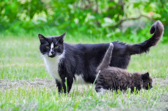 Tail injuries in cats