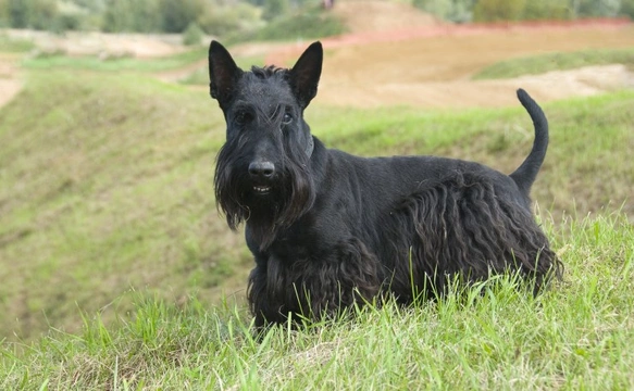 English 2024 black terrier