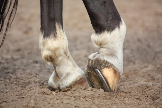 Equine Hoof Shape & Lameness - Valuable Research Carried Out