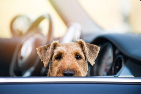 Why are hot cars such a risk to dogs in the summer?