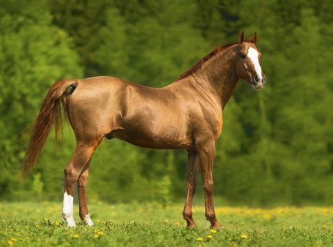 The Difference Between Learned and Natural Behaviour in Horses