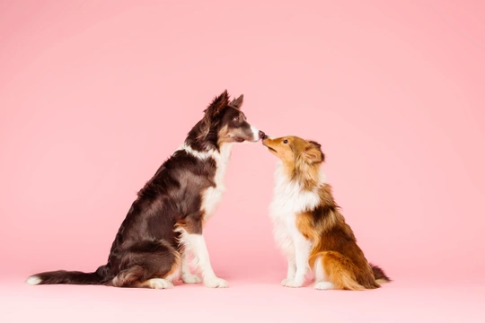 Základy psí reprodukce: Nejen u prvního připuštění feny hraje věk důležitou roli