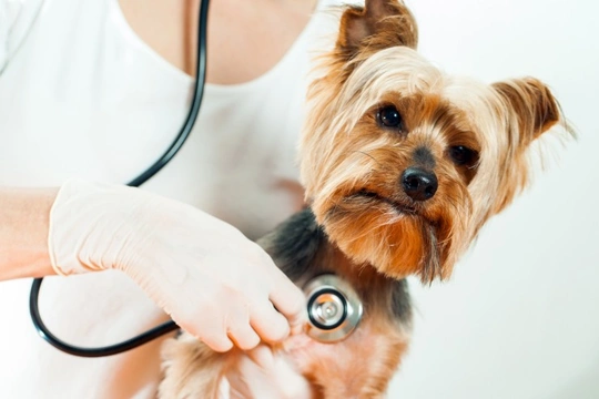 Finding the right vet for you and your pet