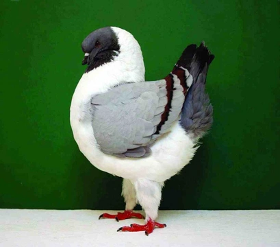 Nejznámější holubi 1 Německá modenka