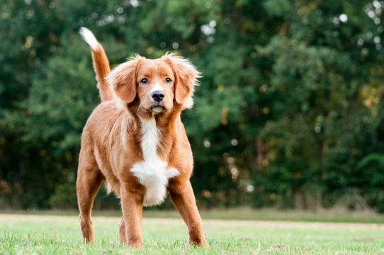 Duck toller poodle store mix