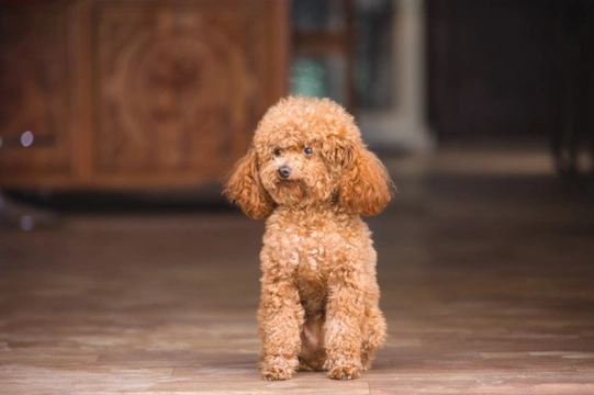 Spotlight on the Miniature Poodle: Reserve Best in Show at Crufts 2020