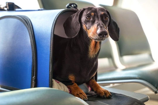 Travel with your dog: by car, plane or public transport