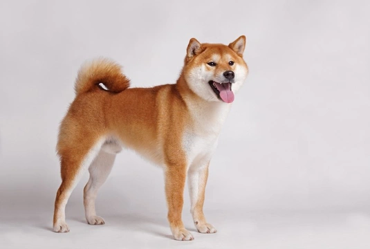 Shiba store inu expensive