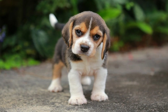 Five tips for toilet training a puppy