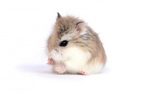 Life Span of a Dwarf Hamster