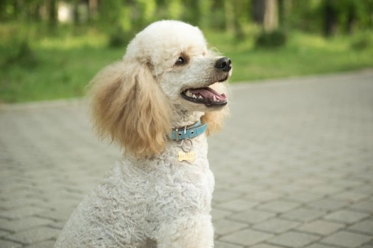 All about the noble Poodle