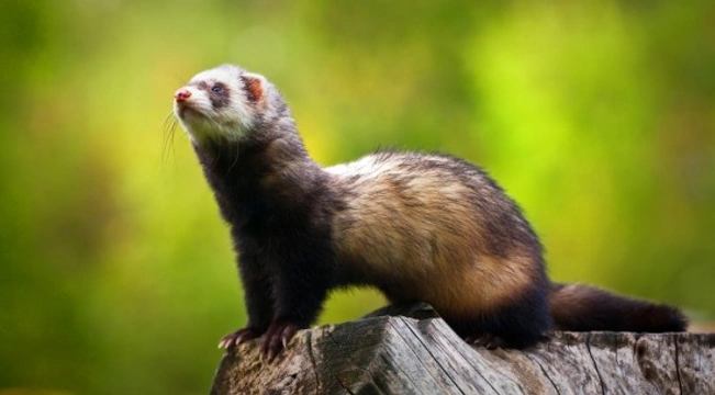 Polecat hot sale and ferret