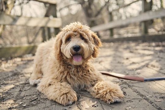 Labradoodle shedding a store lot