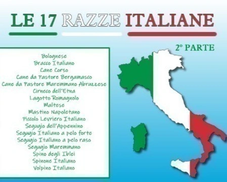 Le 17 razze italiane, vanto e orgoglio dell'Italia cinofila - 2° parte