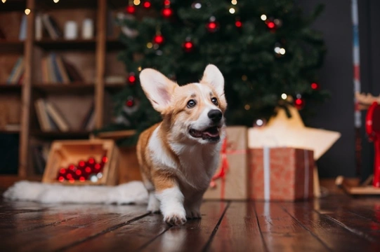 Five statistics about dogs, Christmas and canine healthcare that should give dog owners pause for th