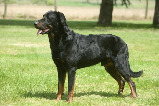 Health Issues More Commonly Seen in the Beauceron