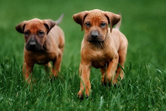 How male and female puppies interact - New study