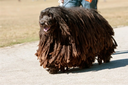 Long haired clearance mop dog