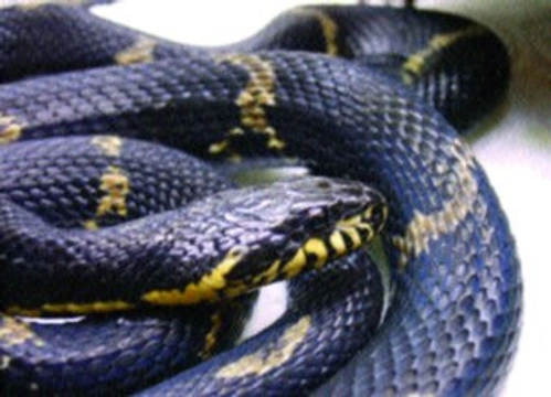 Hadi (Serpentes) – databáze literárních odkazů: 1.díl