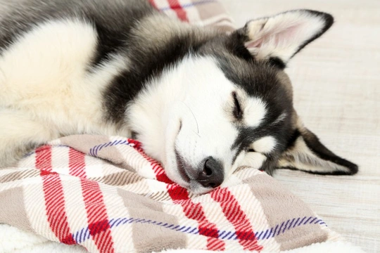 Canine sleep disorders explained