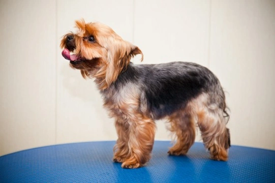 Coping with Atopic Dermatitis in Yorkshire Terriers