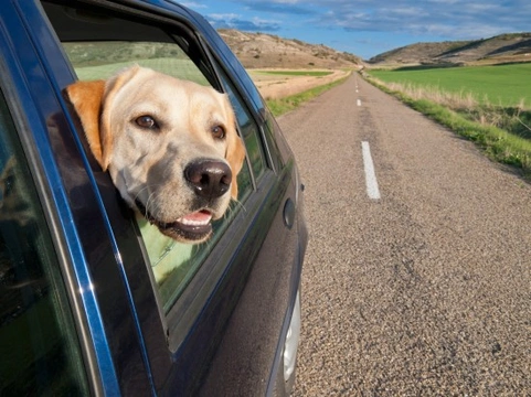 Dogs and car trips - Why do they love sticking their nose out of the window?