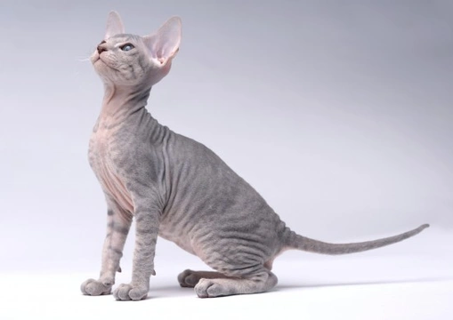 Is a Peterbald the right choice of cat for you?