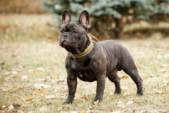 What are the downsides of owning a French bulldog?