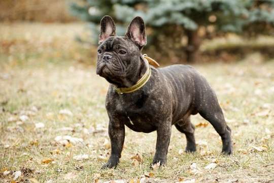 Owning a hot sale frenchie