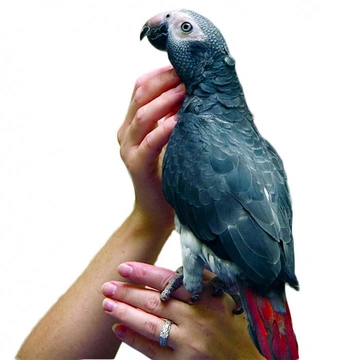 Neočekávaná změna v chování papouška