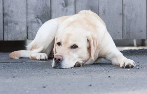 10 Early Signs of Canine Cancer To Watch Out For