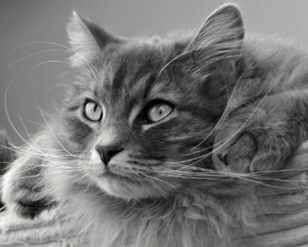 Il gatto anallergico esiste? Info sul siberiano e non solo.