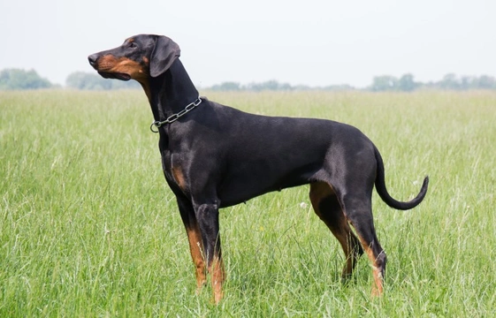 Narcolepsy DNA testing for the Doberman pinscher dog breed