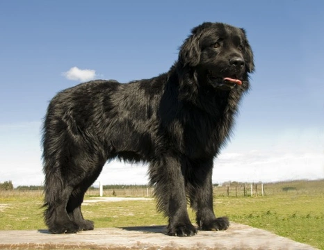 The large and lovely Newfoundland dog