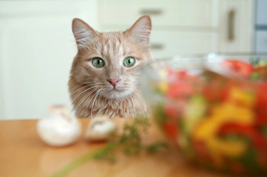 Can Cats Be Fed a Vegan Diet?
