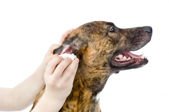 How to clean your dog’s ears