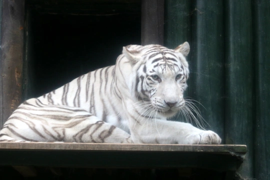 Soumrak bílých tygrů v Liberci