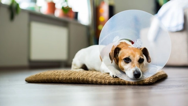 How to Care for a Dog after They Have Been Neutered