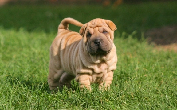 Shar pei deals type of dog