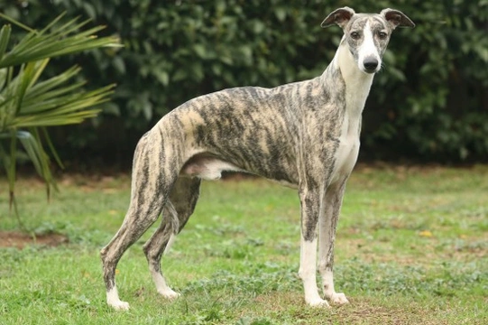 Care and temperament of the Whippet