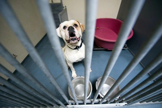 Boarding kennels shop for anxious dogs