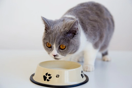 What is the Best Food for Cats?
