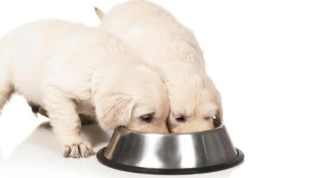 Heeft een puppy andere voeding nodig dan een volwassen hond?