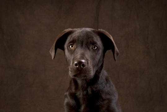 Seven interesting facts about Labradors