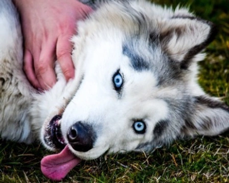 Razze di cani con gli occhi azzurri: le più famose