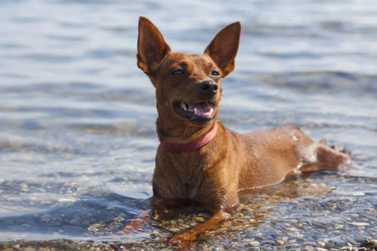 Sea Water is Poisonous to Dogs
