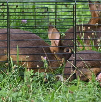 Getting a rabbit run - what to consider
